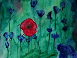 Blauer und roter Mohn